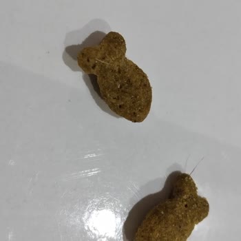 Kedimi Hasta Eden Kalitesiz Kedi Maması