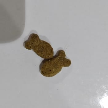 Kedimi Hasta Eden Kalitesiz Kedi Maması