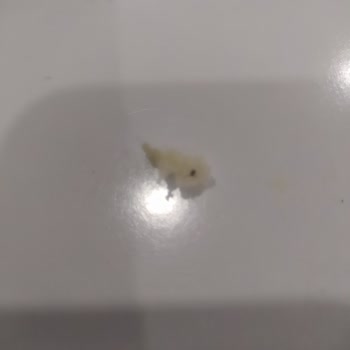 Tost Ekmeğinde Şok Edici Böcek Sürprizi