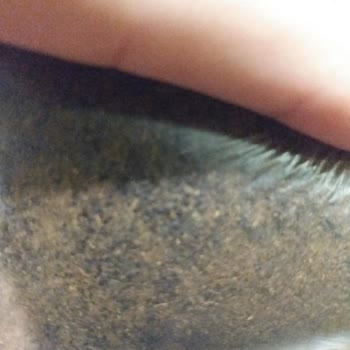 Çaykur Tiryaki Çayında Aşırı Toz Sorunu