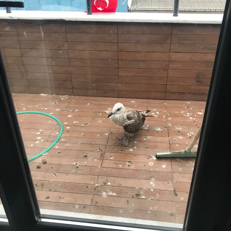 Yaralı Martı İçin Yetkililere Ulaşamama Sorunu