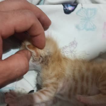 Belediyelerin Duyarsızlığı: Yavru Kediyi Sahiplenmediler