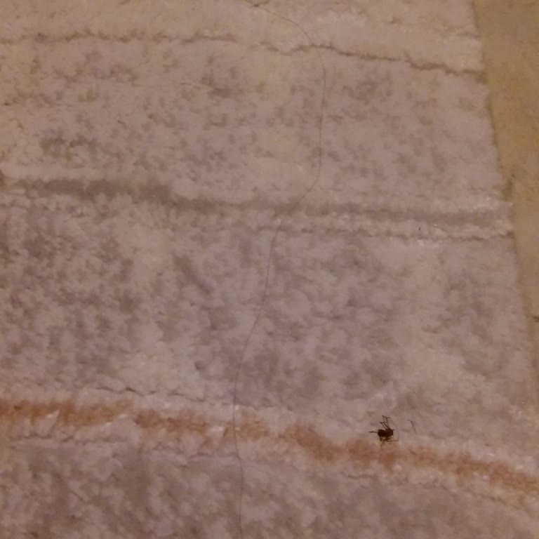 Halı Yıkamada Hijyen Skandalı: Kirli Ve Böcekli Teslimat