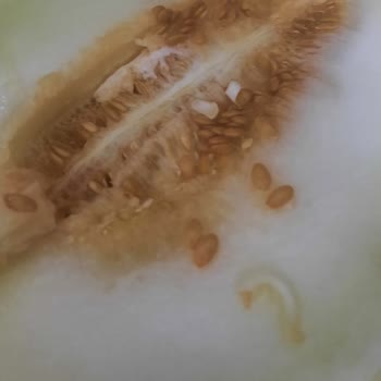 Getir'den Gelen Hayal Kırıklığı: Bozuk Ürün Ve Yetersiz Destek