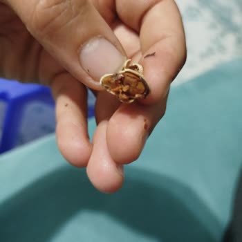 Tarım Kredi Tedarik Ve Üretim Yanmış Antep Fıstığı Hayal Kırıklığı