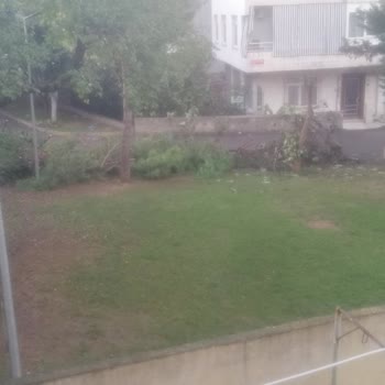 Kartal Belediyesi'nin Ağaç Budama Sonrası İhmali