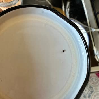 Lotus Natura Organik Üründen Böcek Çıktı