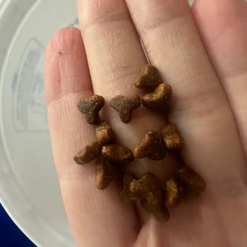 Yanlış Ve Sert Kedi Maması: Mağduriyetin Giderilmesini Talep Ediyorum
