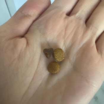Yanlış Ve Sert Kedi Maması: Mağduriyetin Giderilmesini Talep Ediyorum