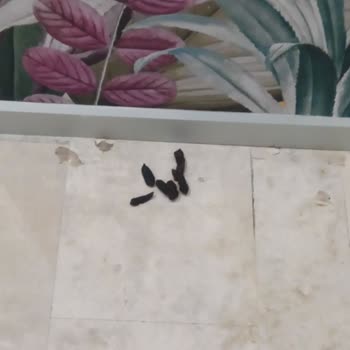 Kedilerin Yurt İçindeki Tehlikeli Varlığına Çözüm Bekleniyor