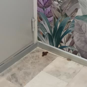 Kedilerin Yurt İçindeki Tehlikeli Varlığına Çözüm Bekleniyor