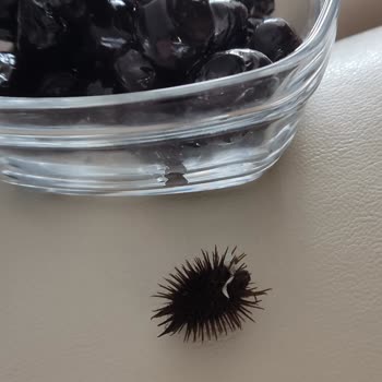 Kaanlar Zeytinde Ot Ve Plastik Parçası Şoku