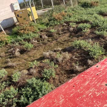 Hatay'daki Koku Sorunu İçin Acil Çözüm Talebi