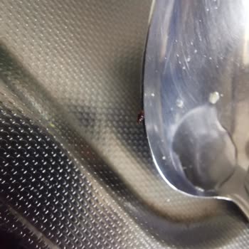 Besler Mutfak Makarnada Böcek Şoku