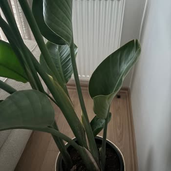 Yanlış Saksı Seçimi Ve İlgisiz Müşteri Hizmeti