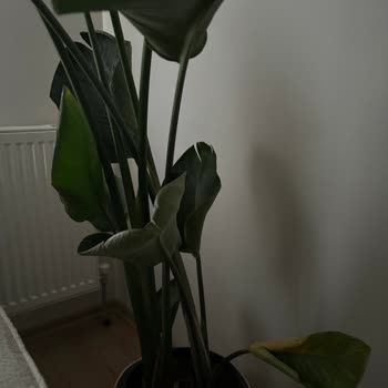 Yanlış Saksı Seçimi Ve İlgisiz Müşteri Hizmeti