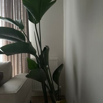 Yanlış Saksı Seçimi Ve İlgisiz Müşteri Hizmeti