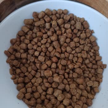 Yanlış Şekilde Gelen Yavru Kedi Maması Kediler Tarafından Beğenilmedi