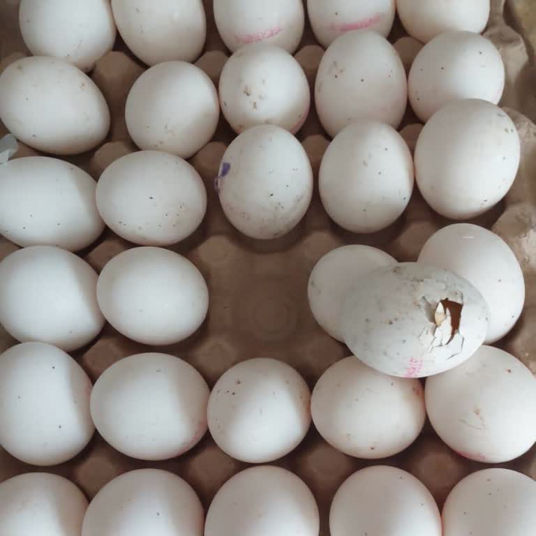 Essen Market'ten Alınan Yumurta Skandalı: Kötü Koku Ve Müşteri Hizmetleri Hayal Kırıklığı