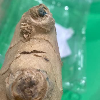 Yemeksepeti Market Sürekli Küflü Zencefil Gönderimi Sorunu