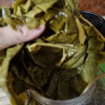 Nuriye Hilal'in Geleneksel Köy Ürünleri Kalite Ve Sağlık Sorunları Yaşattı