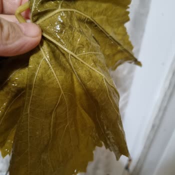 Nuriye Hilal'in Geleneksel Köy Ürünleri Kalite Ve Sağlık Sorunları Yaşattı