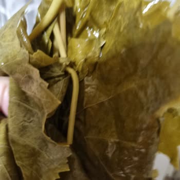 Nuriye Hilal'in Geleneksel Köy Ürünleri Kalite Ve Sağlık Sorunları Yaşattı