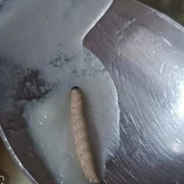 Milli Eğitim Bakanlığı Kurt Çıkan Yemekler