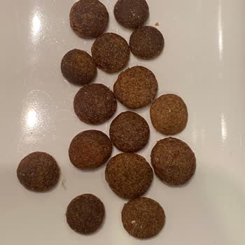 Sahte Kedi Maması Ve İade Sorunu