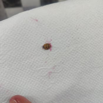 Rozen Sea Food Dondurulmuş Frambuaz