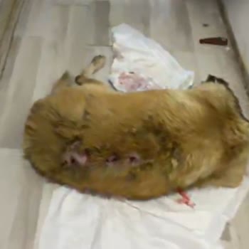 Sessiz Canlarımız İçin Adalet Arayışı