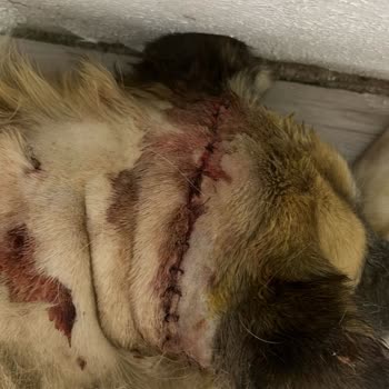 Sessiz Canlarımız İçin Adalet Arayışı