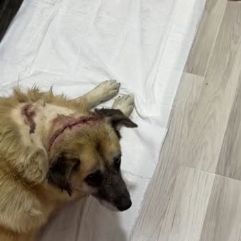 Sessiz Canlarımız İçin Adalet Arayışı