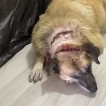 Sessiz Canlarımız İçin Adalet Arayışı