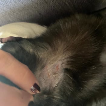 Kedimin Sağlığını Tehlikeye Atan Mama Ve İade Talebi