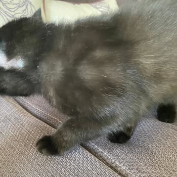 Kedimin Sağlığını Tehlikeye Atan Mama Ve İade Talebi