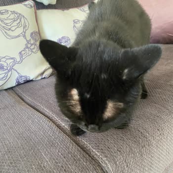 Kedimin Sağlığını Tehlikeye Atan Mama Ve İade Talebi