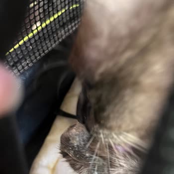 Ajet'in Evcil Hayvanlara Karşı Tutumu