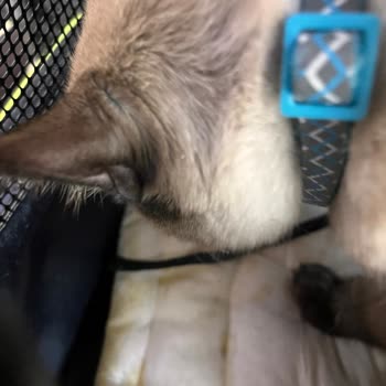 Ajet'in Evcil Hayvanlara Karşı Tutumu