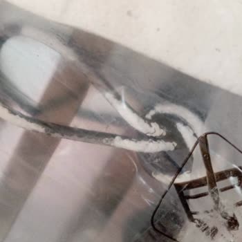 Aldatıcı Servis Ve Ürün Durumu: Luxell Ocak Sorunu