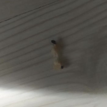 A101'den Aldığım Ekmekte Böcek Şoku!