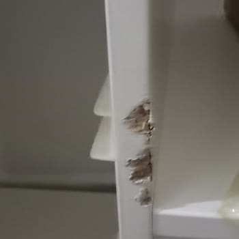 Taşıma Şirketinin Eşya Hasarı ve İlgisizliği