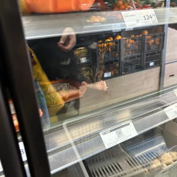 A101'de Kediler Ürünlerin Üzerinde Dolaşıyor, Hijyen Sorunu