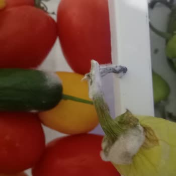 Arçelik-Beko İle Bitmeyen Buzdolabı Kabusu