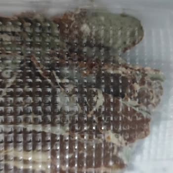 Bozuk Pastırma Ve İlgisiz Çalışanlar