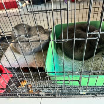 Van Petshop Şikayeti