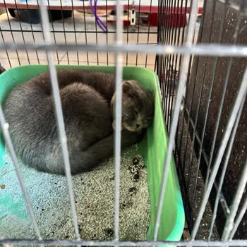 Van Petshop Şikayeti