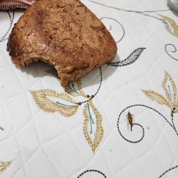 UNO Tam Buğday Ekmeğinde Böcek Şoku