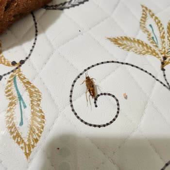 UNO Tam Buğday Ekmeğinde Böcek Şoku