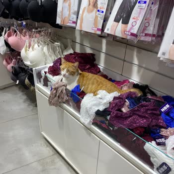 Hijyen Sorunu: Mağazada İç Çamaşırları Arasında Yatan Kedi